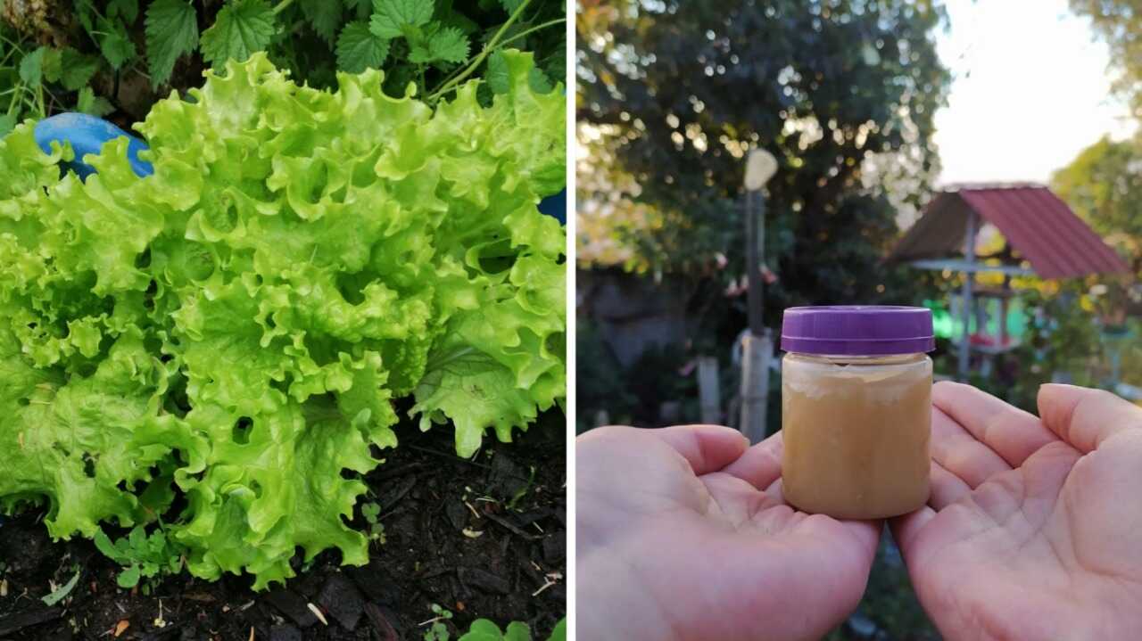 En la huerta comunitaria se produce todo tipo de hortalizas y aromáticas. Además, se elabora un ungüento para sanar las heridas. Foto: cortesía En la huerta comunitaria se produce todo tipo de hortalizas y aromáticas. Además, se elabora un ungüento para sanar las heridas.