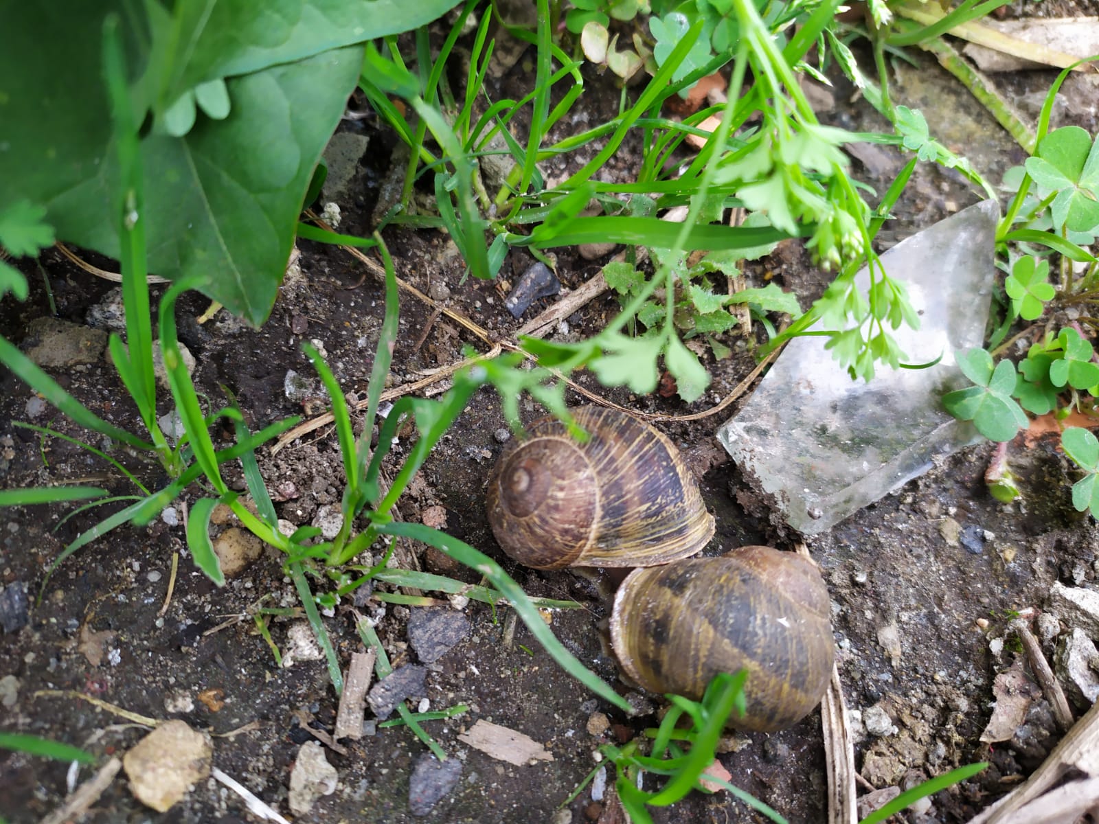 Caracol de jardín 2