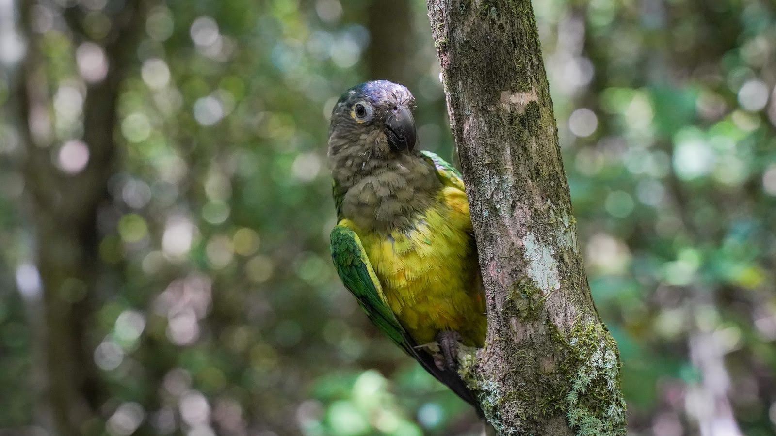 Liberados animales silvestres extraídos de su hábitat por redes de tráfico