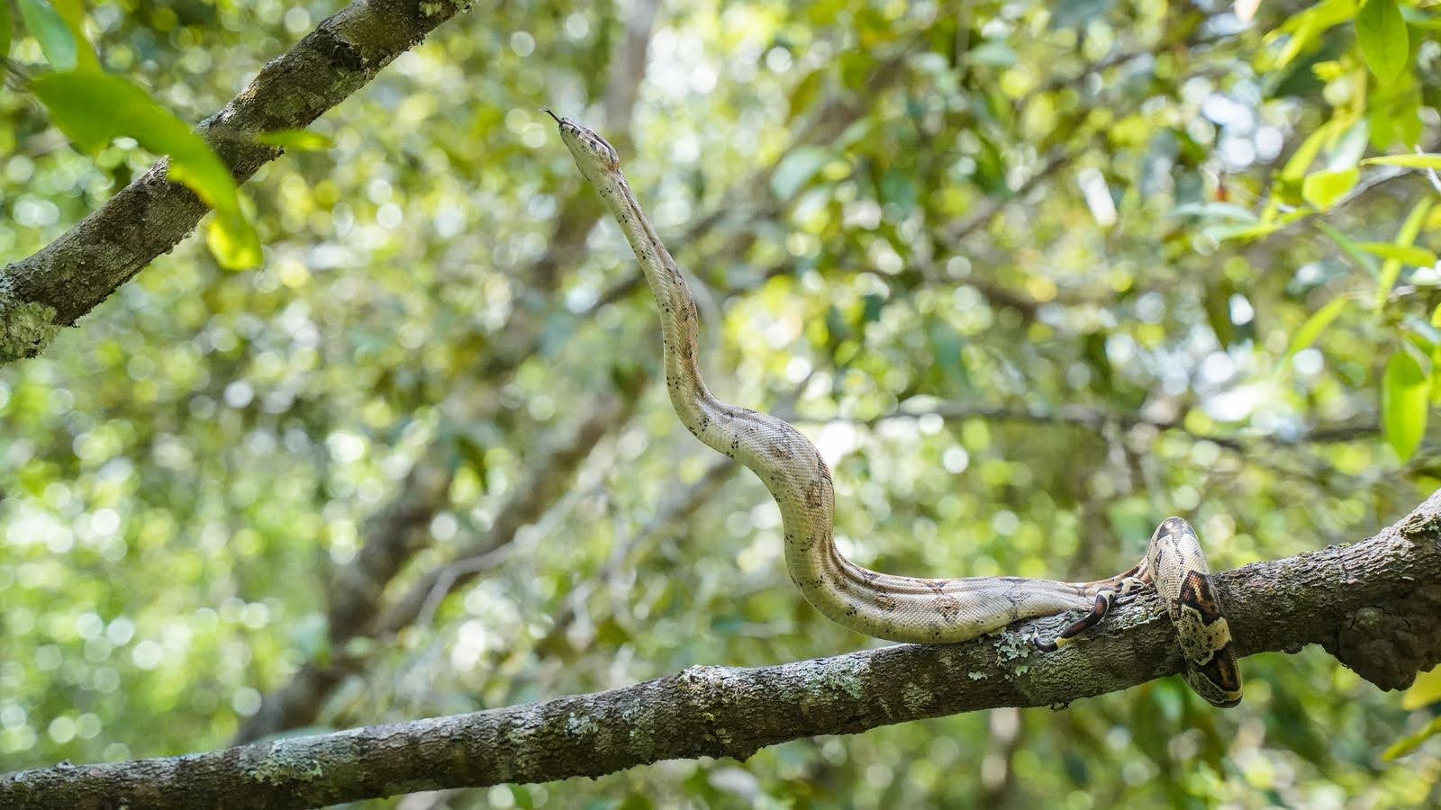 Liberados animales silvestres extraídos de su hábitat por redes de tráfico