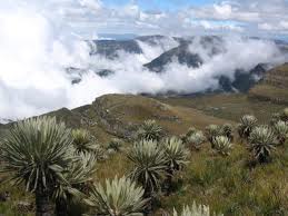 Ecosistema rodeado de la flora de Bogotá