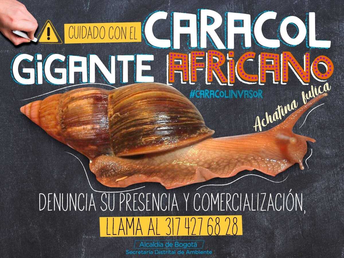 Gráfico del caracol africano