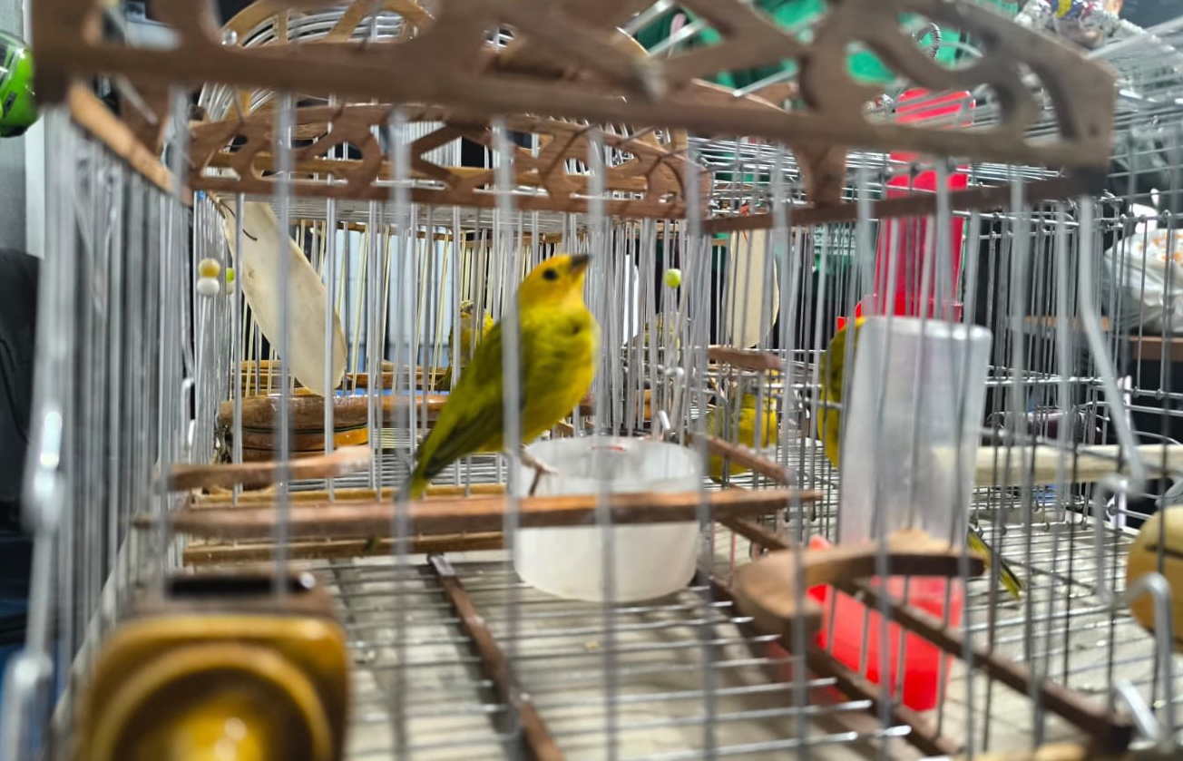 Nuevo golpe al tráfico ilegal de fauna silvestre en Bogotá: 23 aves incautadas y 4 detenidos