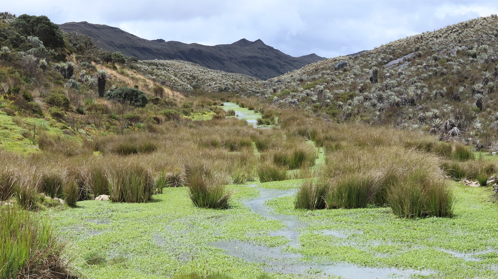 Bogotá protege 682 hectáreas en el Páramo de Sumapaz para garantizar el agua de la ciudad