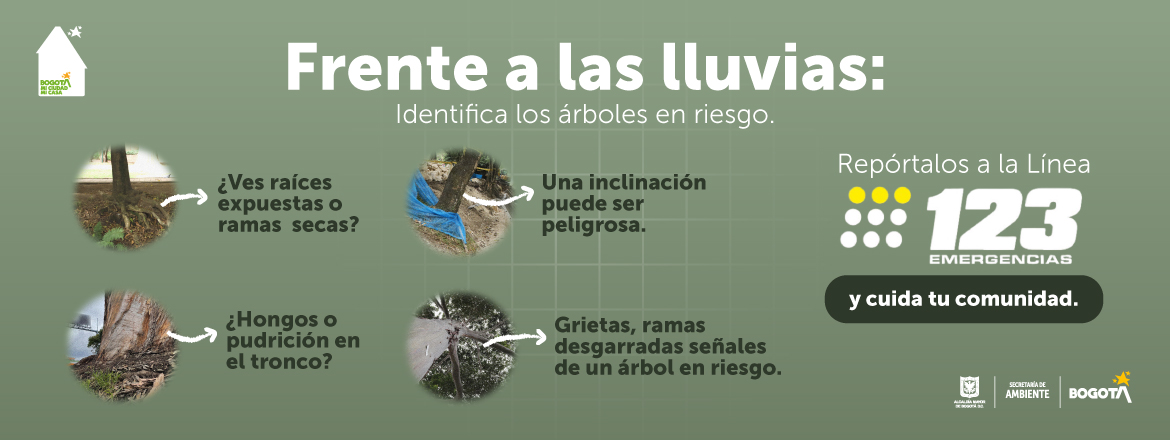 Frente a las lluvias, identifica los arboles en riesgo y reporta a la línea 123