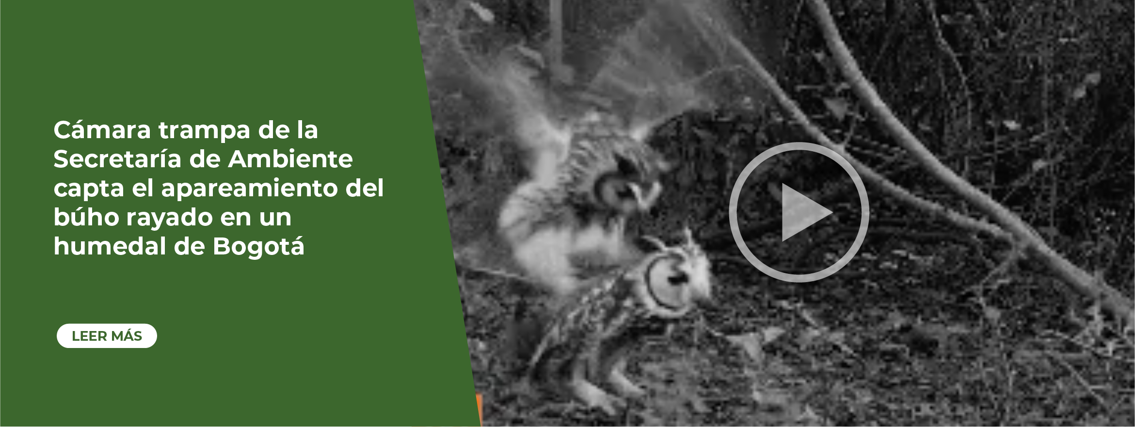 Cámara trampa de la Secretaría de Ambiente capta el apareamiento del búho rayado en un humedal de Bogotá